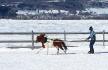 Ski joering avec Poney ce pm :)