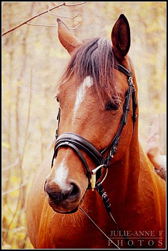 Azkaban (ou Zaz pour les intimes), magnifique cheval de mon amie...
