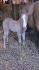 Golden Jacs Whiz, pouliche QH de 3 semaines