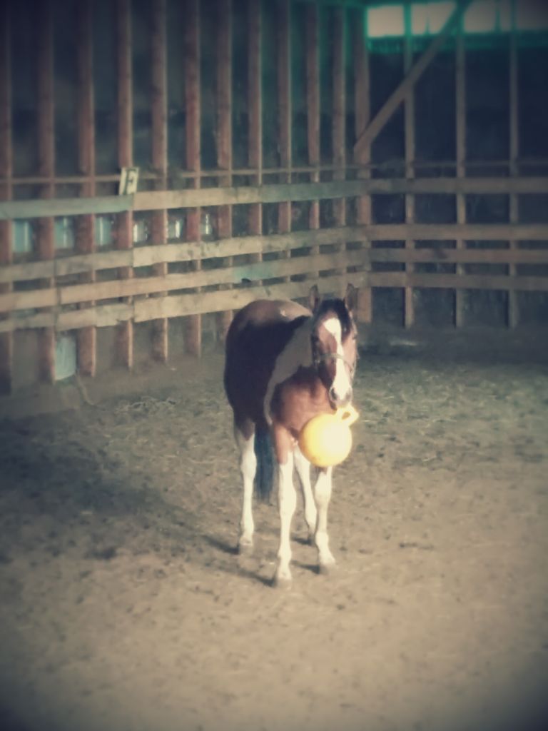 étalon, poulain, ballon. Dreamer avec son ballon ! Je ne sais pas pour vous mais je...