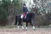 Patriot &agrave; ses d&eacute;buts en dressage