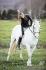 Croisé avec ma ponette *-*
