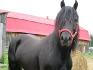 Soyons fiers du Cheval Canadien ! :-) 