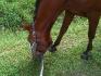 Cheval qui broutte de l'herbe