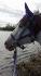 poney qui fait la pose devant le lac