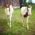Lolita, 9 ans & Tao, 11 mois