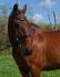 Une nouvelle bride pour le dressage