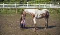 Kansas, poulain paint x appaloosa au débourrage