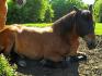 Cheval se reposant avec un masque