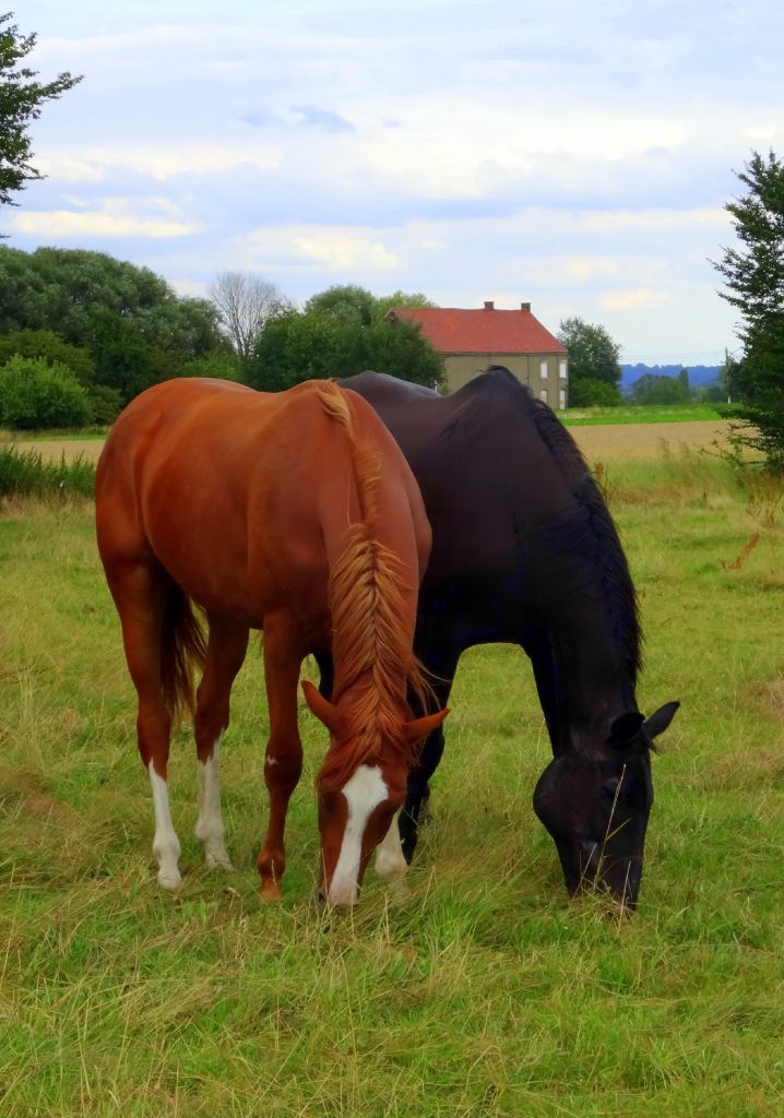 Chevaux noir et alezan broutant côte à côte