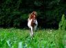 Beau poney heureux!