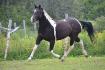 Bradock, trot allongé!