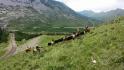 Cattle drive dans les rocheuses , superbe...