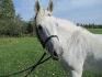 Aramis