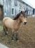 Voici Sally ^ nouvelle ponette à ma fille ! 