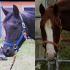 Blue Haze Doc et Nyrha... mes 2 amours &#127943;