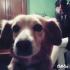 Mon chien Tartine 