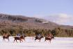 Polo sur neige Tremblant 2016