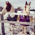Mes amours 