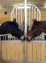 Sonny (Paint) et sa douce Annabella (Thoroughbred)