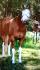 Ma nouvelle jument Awesome Miss Fancy, dans une compétition de...