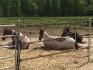 Paddocks