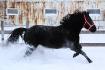 ma juju qui cour dans la neige folle 