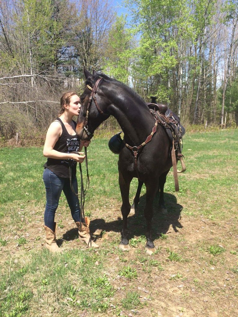 Hongre, standardbred, randonnée. Mon gros garçon Champion! Je l'adore plus que tout, merci de me...
