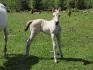 Pouliche Paint Horse