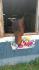 Mon beau Hershey qui sent les fleurs! (meme si les fleurs ne...