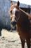 La plus belle! <3  Arabe X QH :D 