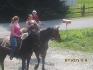 Nova appalosa et midnight star standardbred
