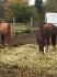 L'hiver approche a grand pas , alors deux foin plus souvent la...
