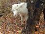 Poney derrière un arbre
