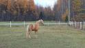 Cheval dans enclos