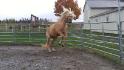 Cheval dans enclos