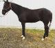 GA Wilson Jac, 3ans