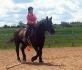 1 an de travail avec mon nerveux percheron Nike