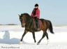 Salto, étalon Canadian Warmblood de 4 ans des...