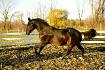 Cheval au galop en automne