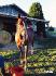 Cheval devant écurie