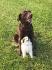 Mes petits chiens <3