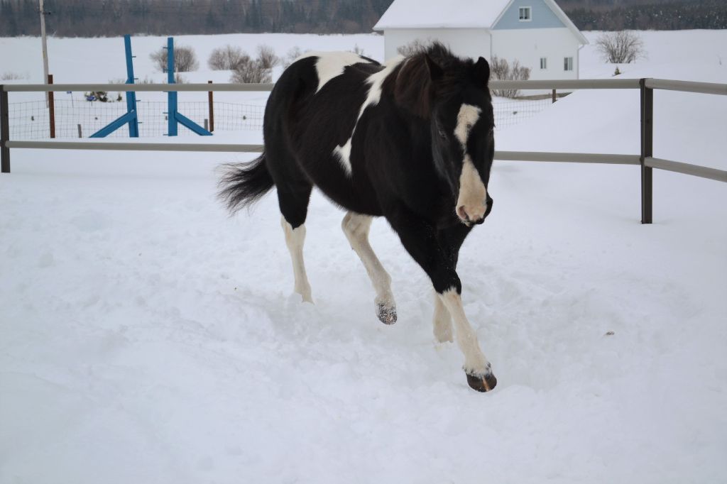 Junior et son petit trot pour longer