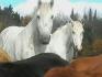 A la ferme !