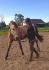 Futur cheval de dressage... Première flexion au...