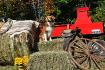 Dixie au camping à cheval