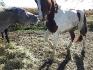 La beauté du langage chez les chevaux, j'adore...