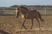 Poney de sport