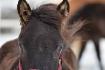Premier hiver pour Eavans