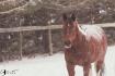 Charlotte | hiver fin 2017